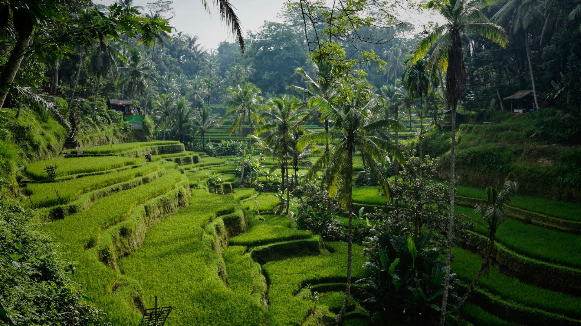 bali_loabitour_verde