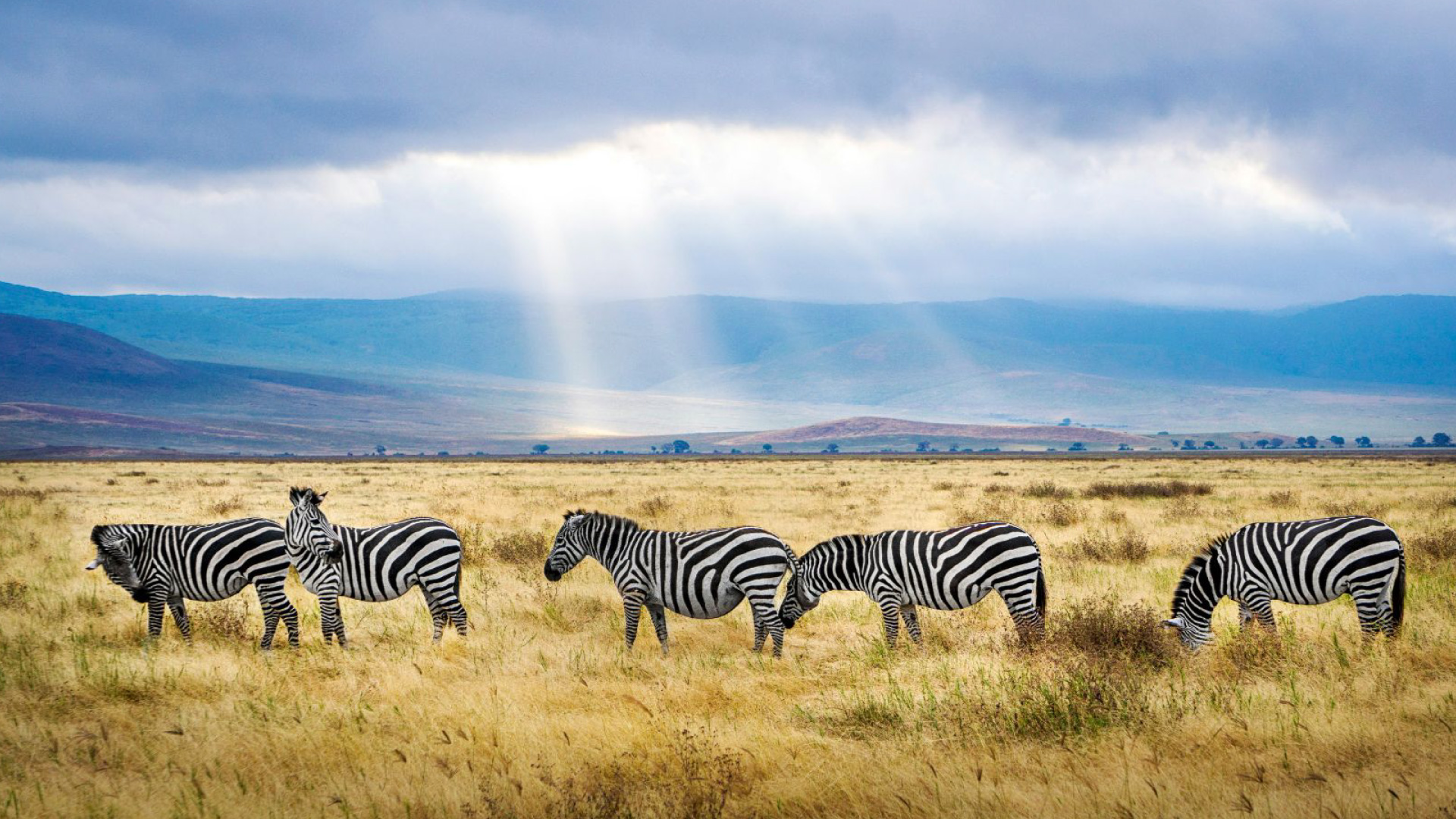 tanzania_zanzibar_loabitour_zebre