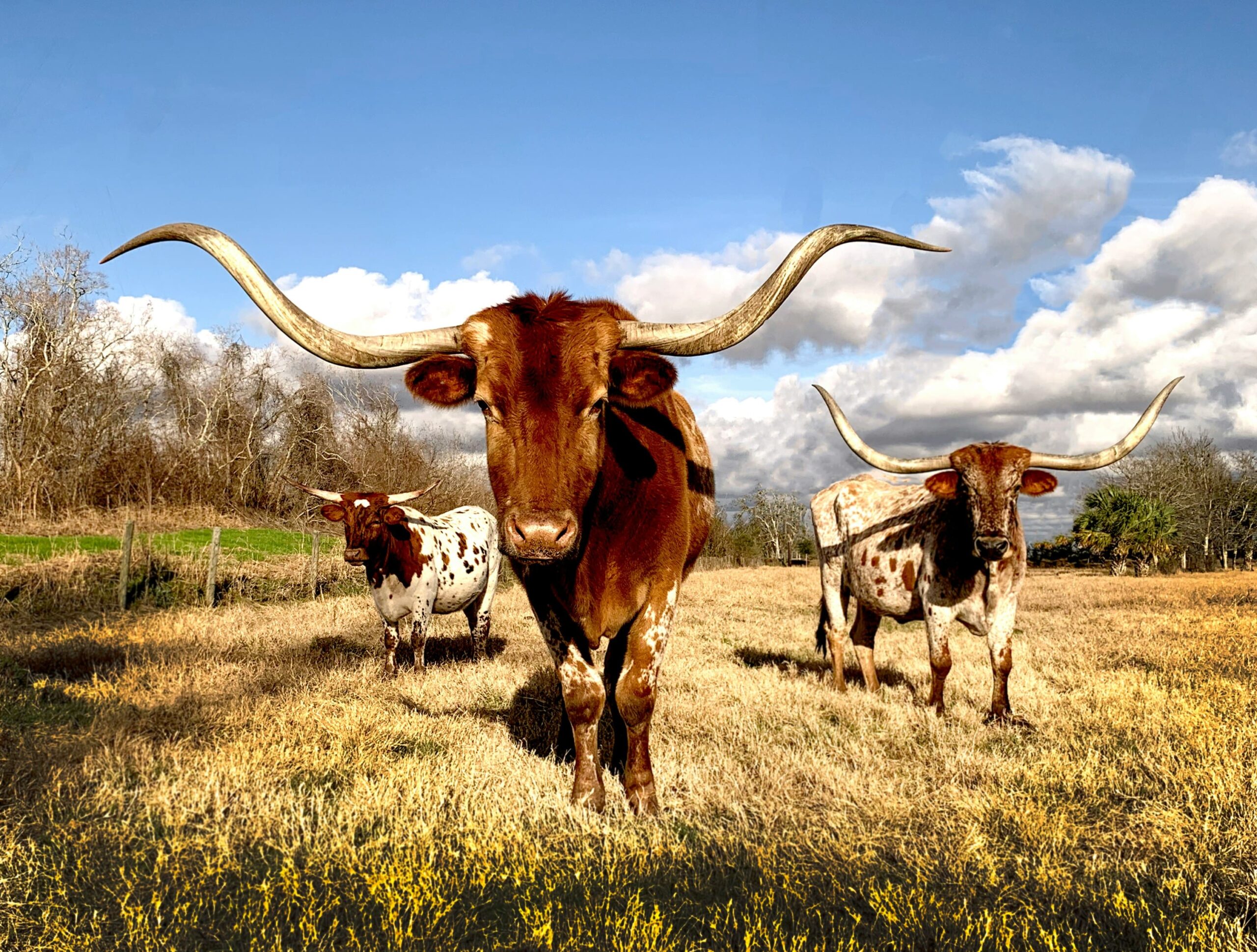 USA_Loabitour_americancows