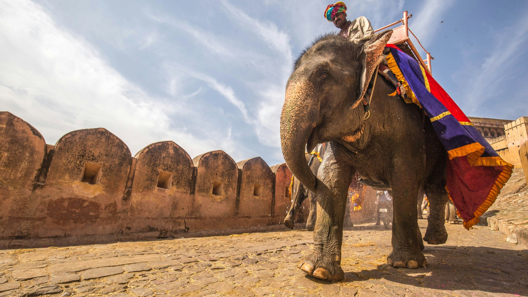 india_loabitour_elefante