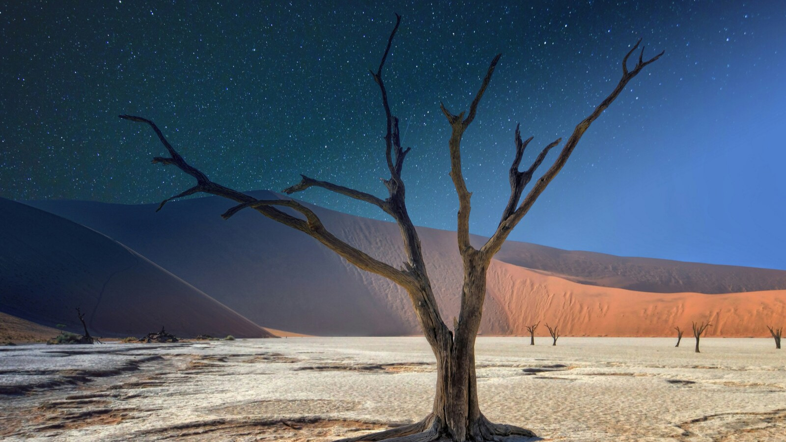 namibia_loabitour_albero