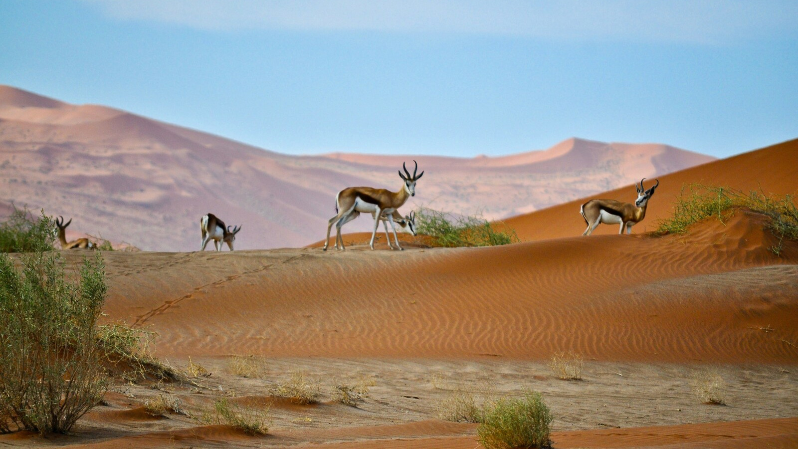 namibia_loabitour_animali