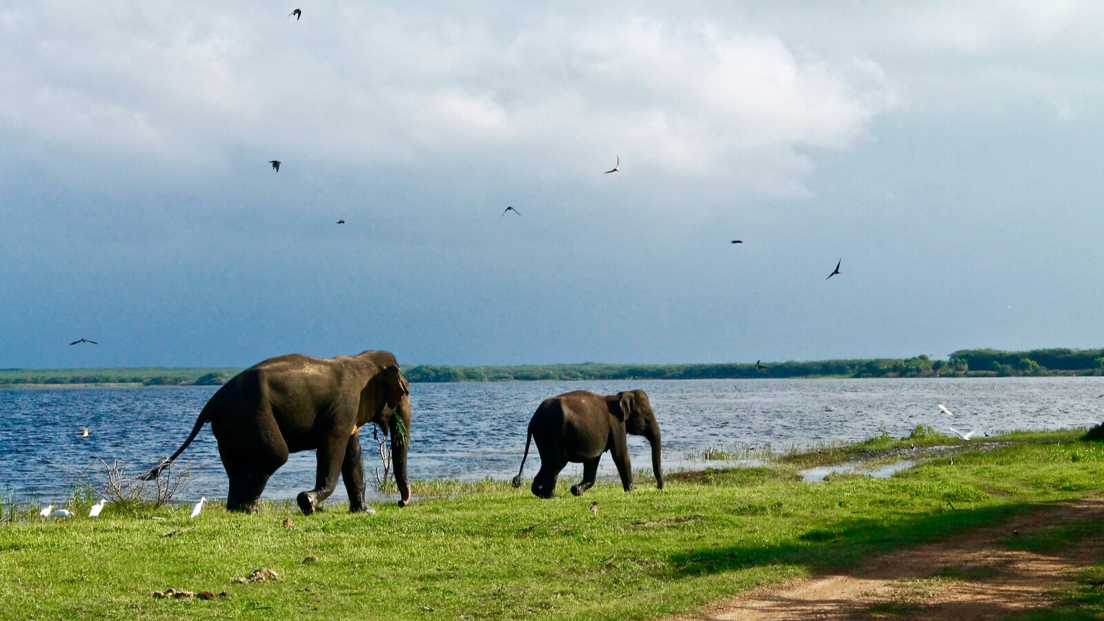 srilanka_loabitour_elefanti