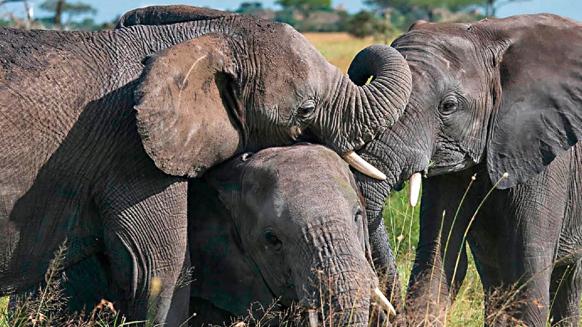 tanzania_zanzibar_loabitour_elefanti