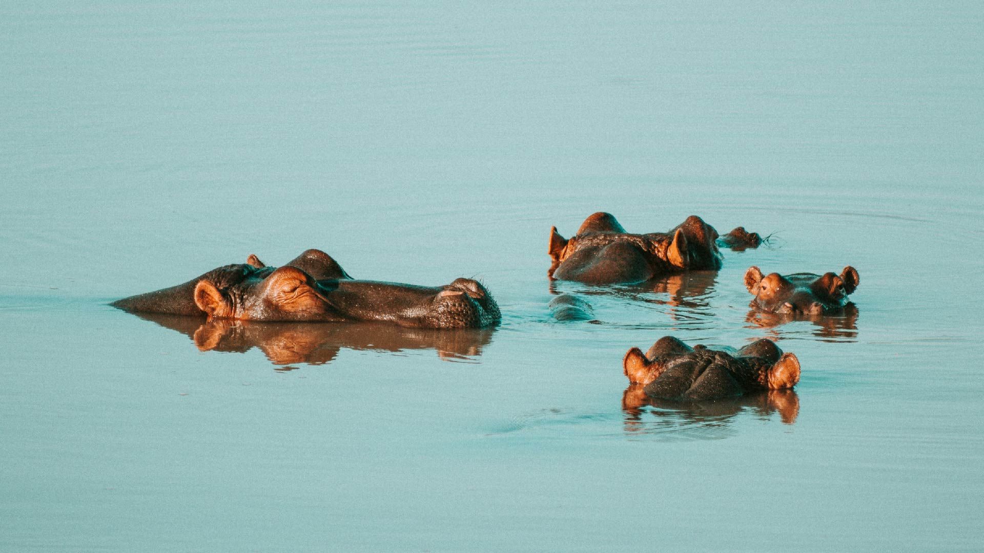 tanzania_zanzibar_loabitour_ippopotami